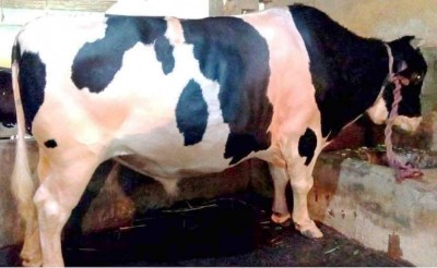 শিবগঞ্জে হাটে সর্ব বৃহৎ গরু মন্ডল দাম হাকা হয়েছে ১৩ লাখ টাকা শিবগঞ্জে হাটে সর্ব বৃহৎ গরু মন্ডল দাম হাকা হয়েছে ১৩ লাখ টাকা